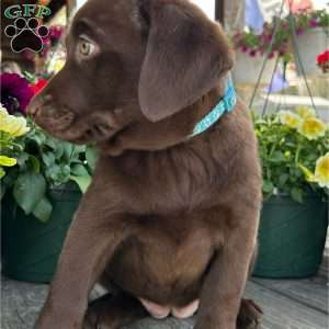 Clara, Chocolate Labrador Retriever Puppy